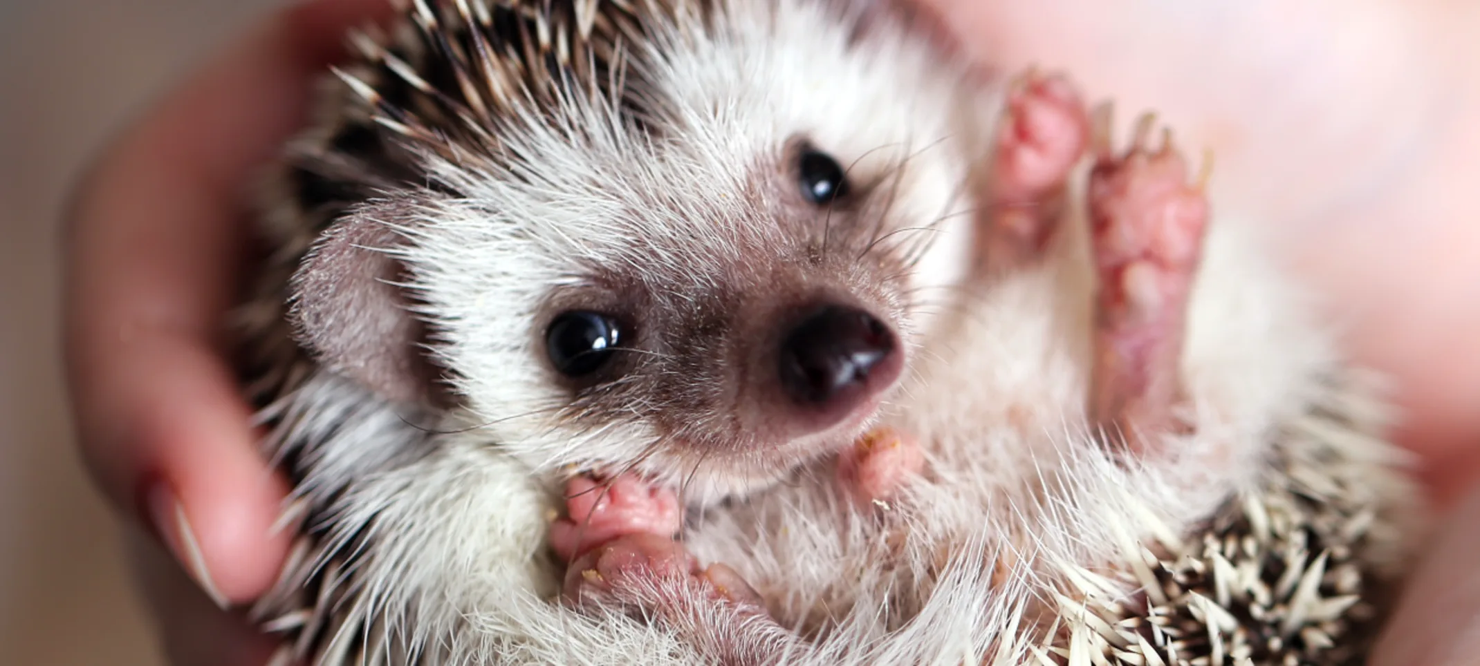 Hedgehog being held